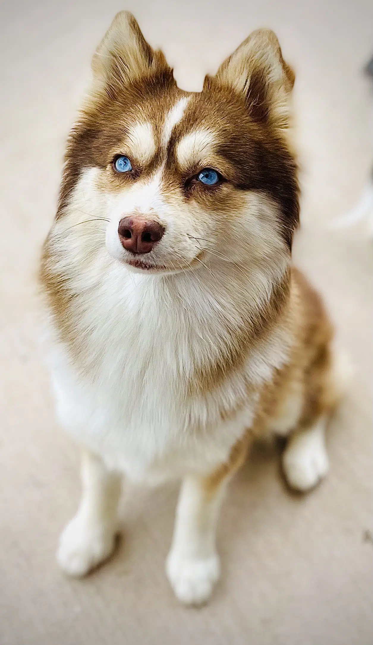 Pomeranian Husky Cross