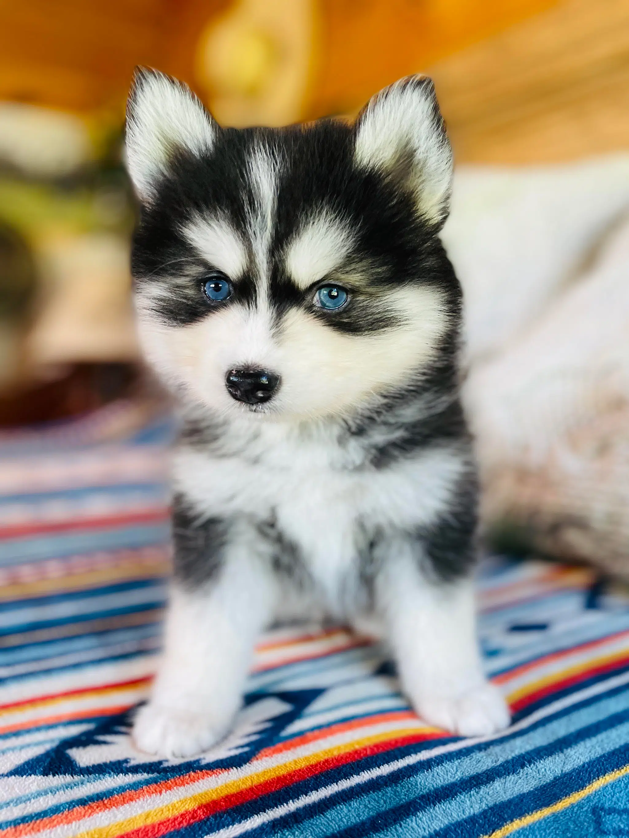 how big is a full grown teacup pomsky