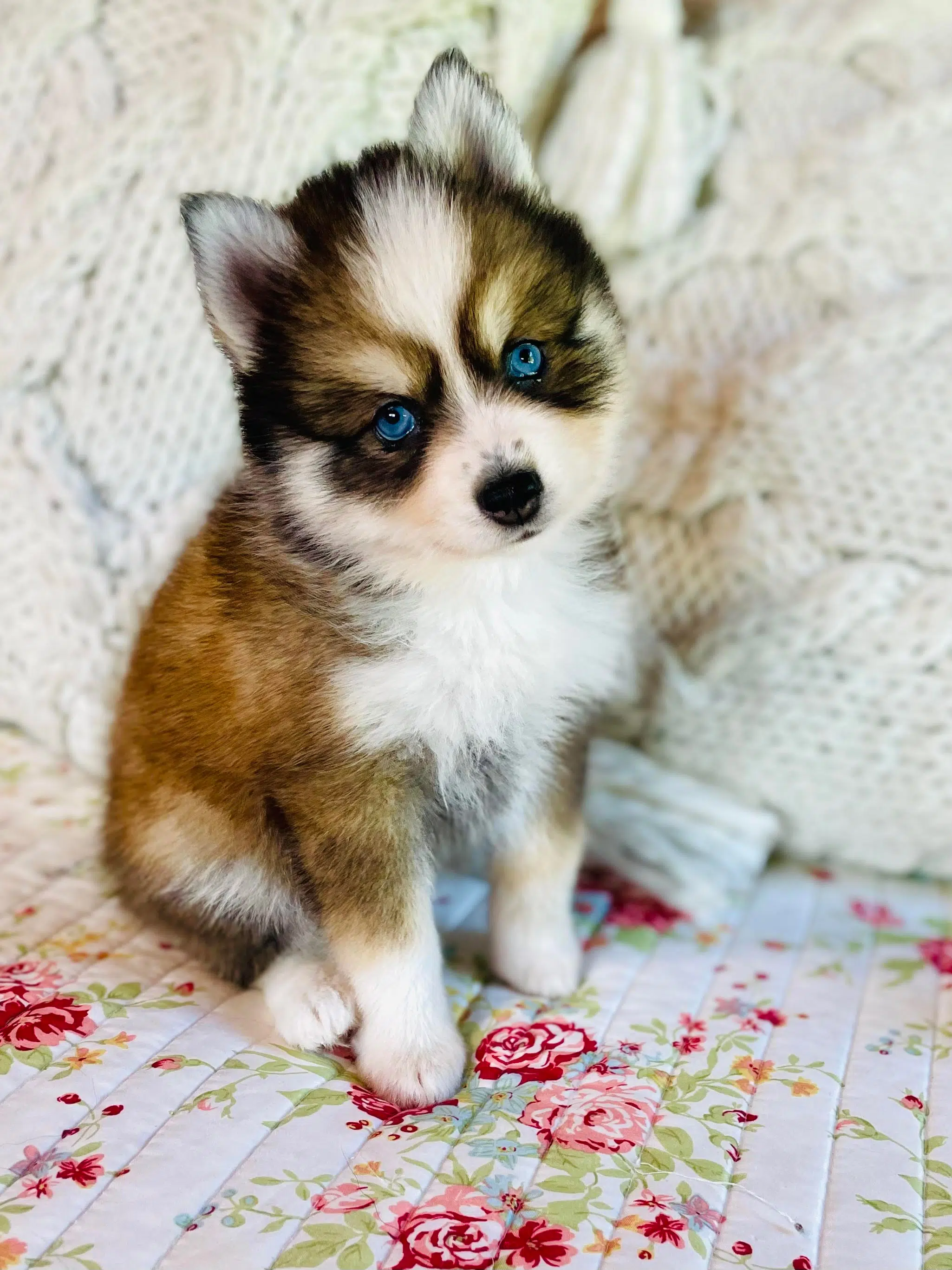 Pomeranian husky dog for sales sale