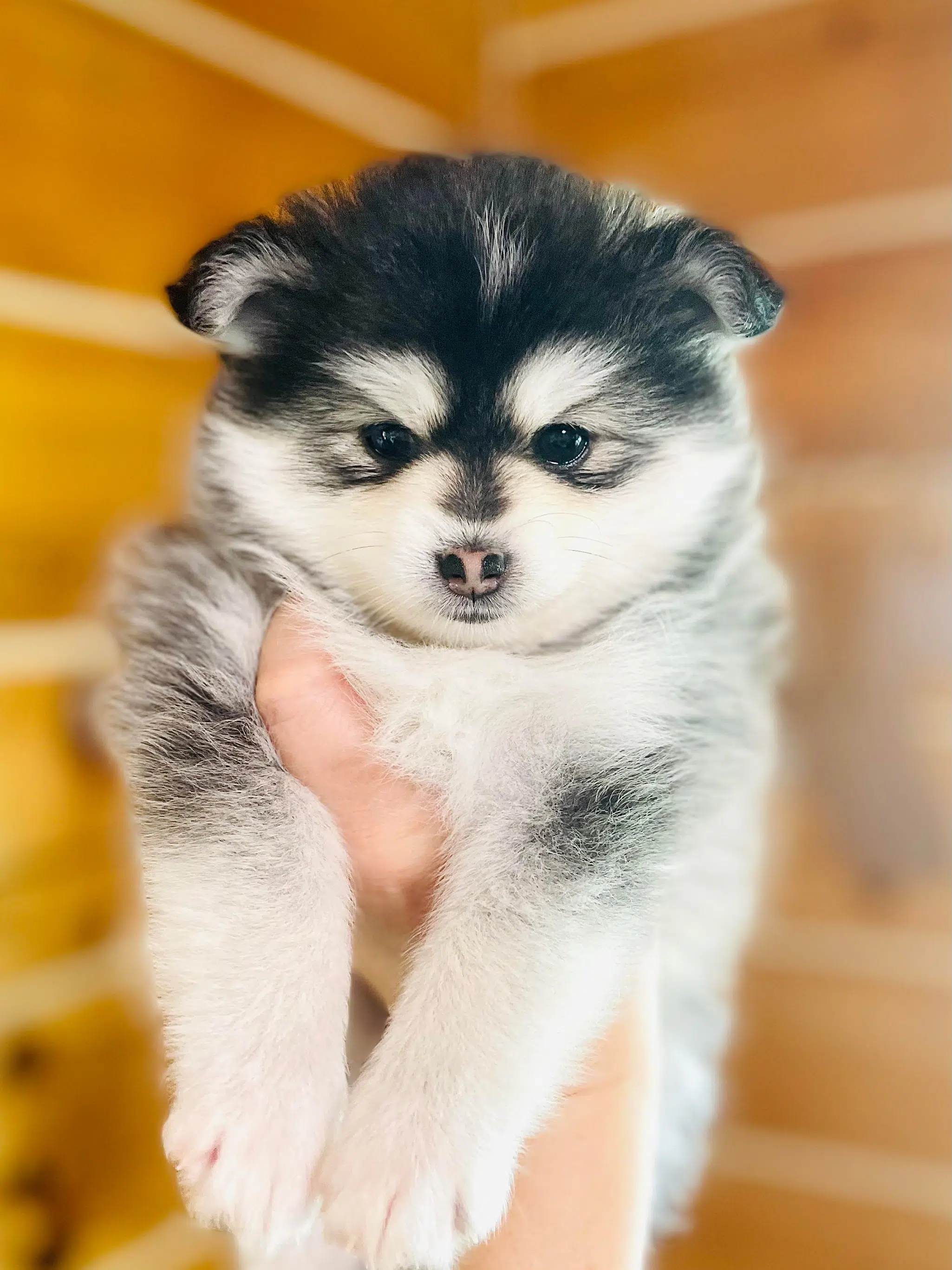 Pomeranian husky sale shed