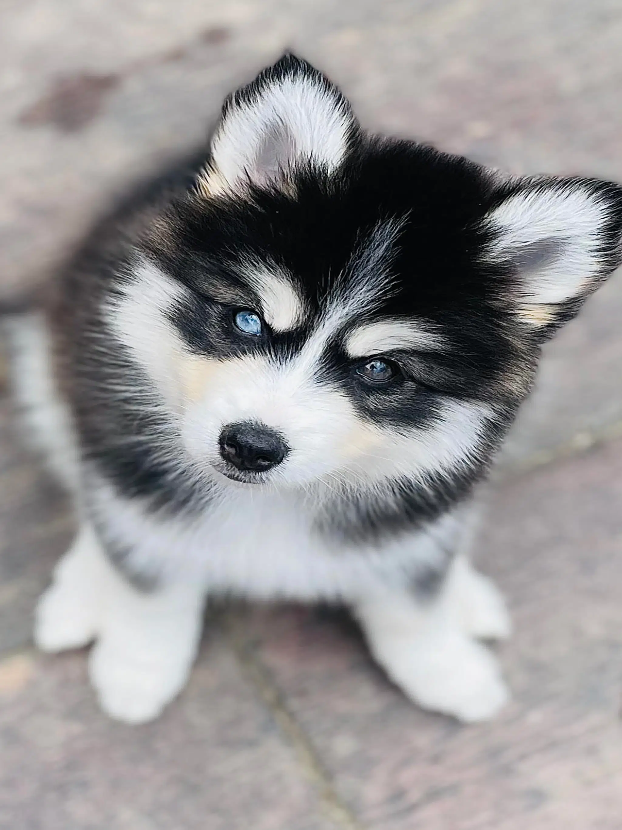 does a pomsky shed