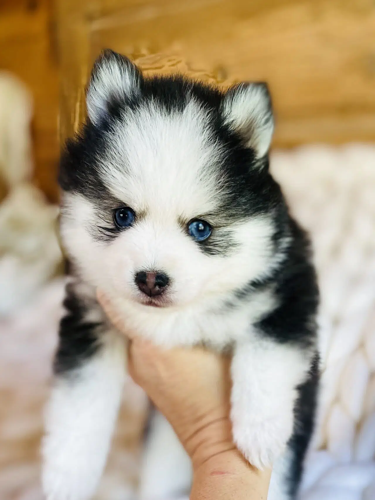 Top Quality Pomsky Puppies for Sale in Indiana