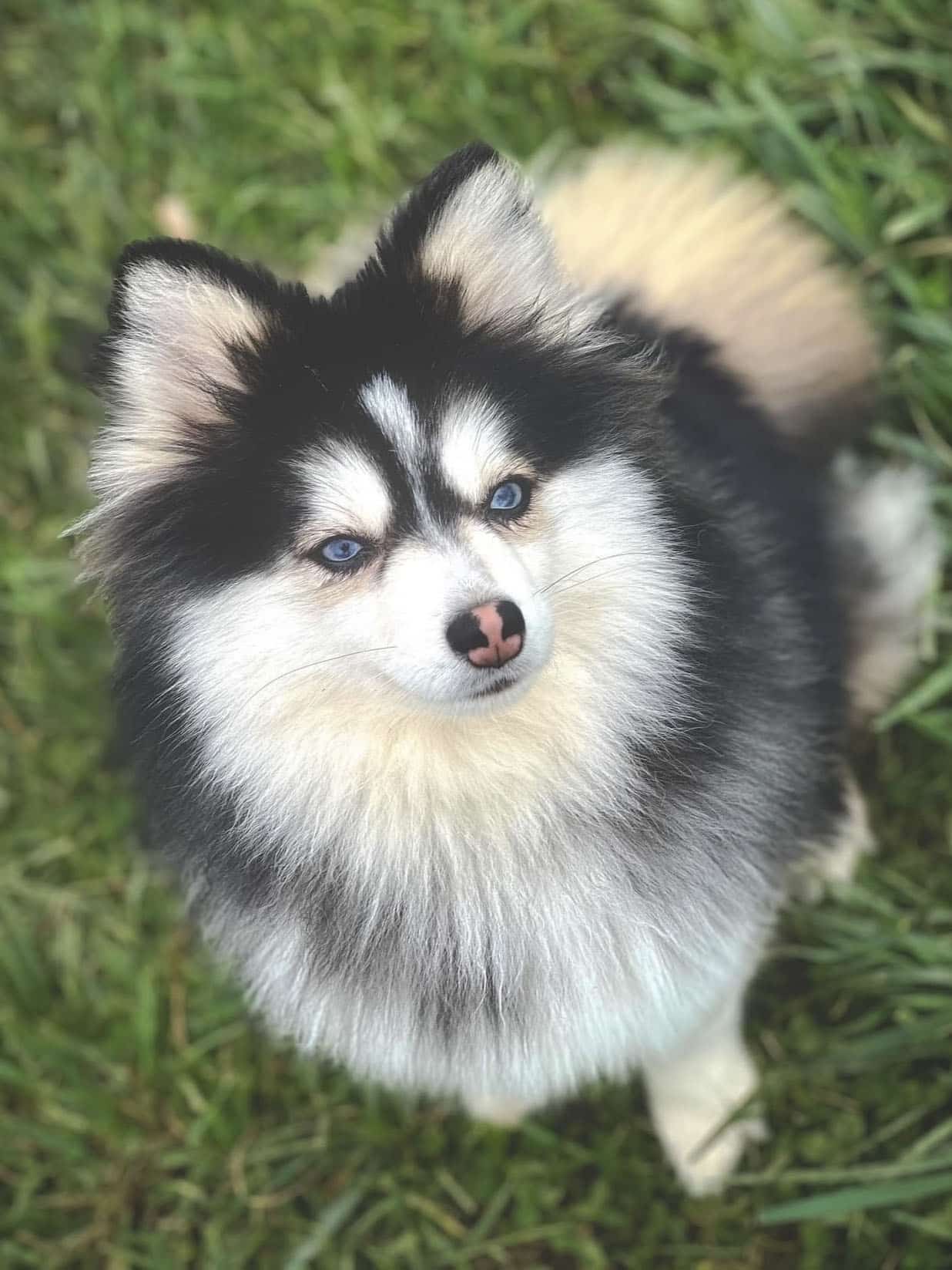 husky pomeranian