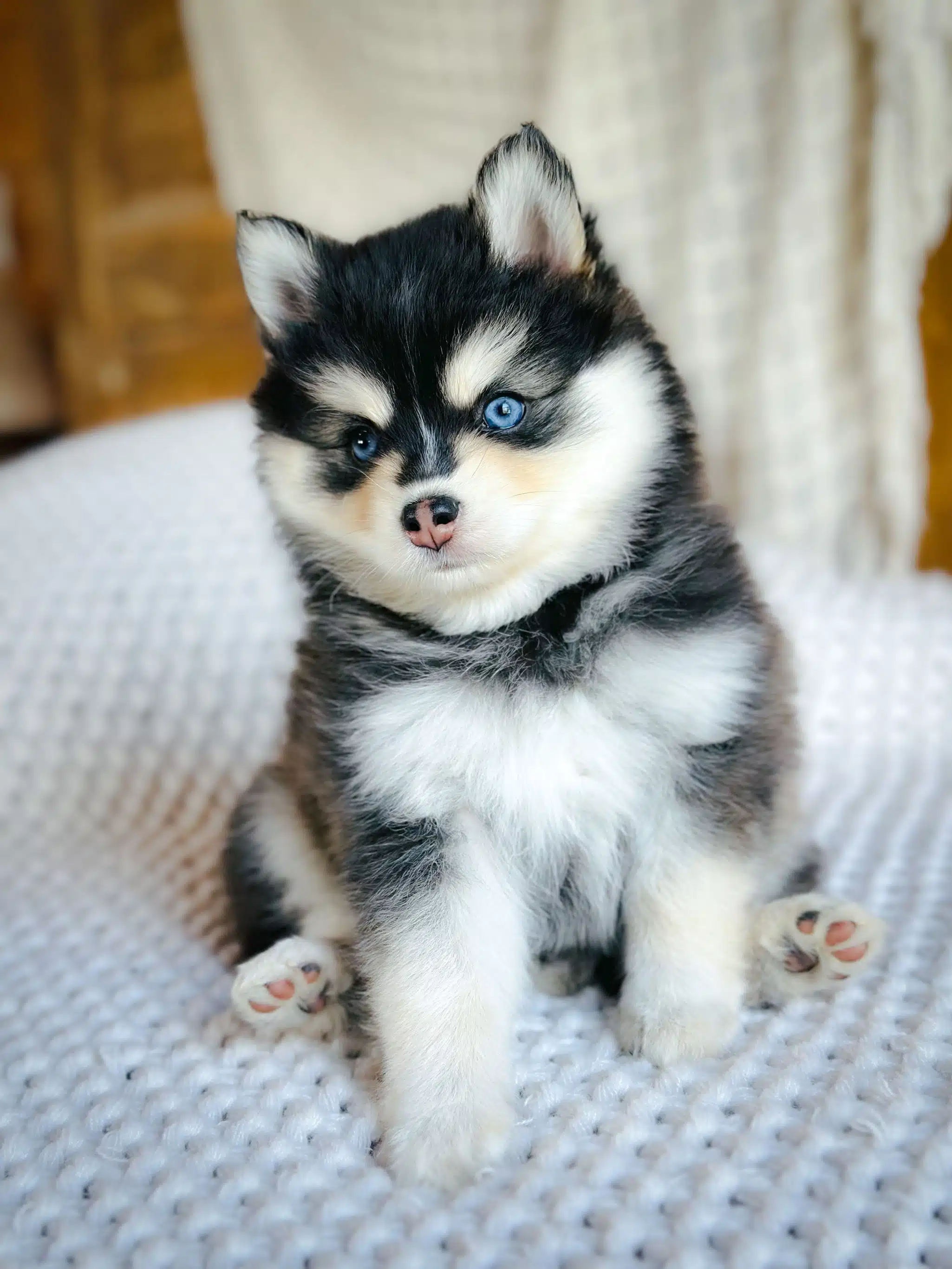 White pomsky with blue hot sale eyes